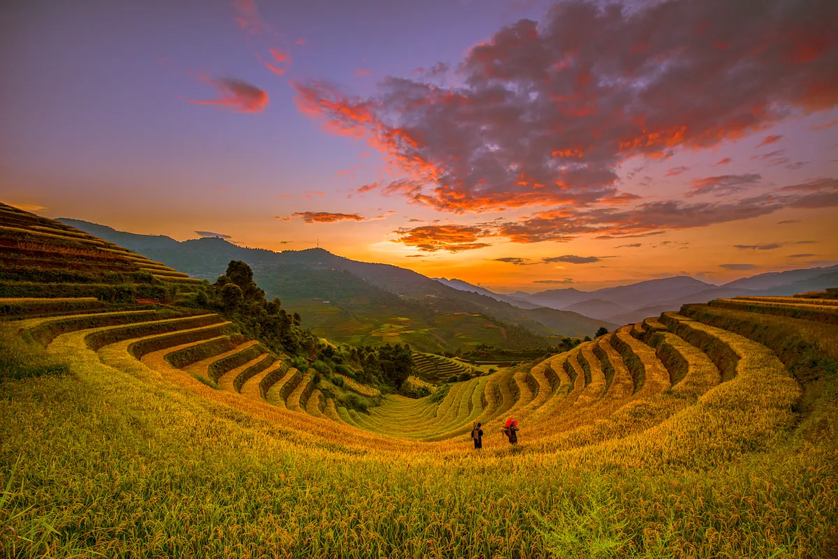 vietnam, blind cang brush, nature, terraces, mountain, paddy, cloud, sunset, people