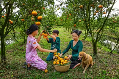 Vietnamesische YouTuber Familien: Analyse der 84,2% Basis